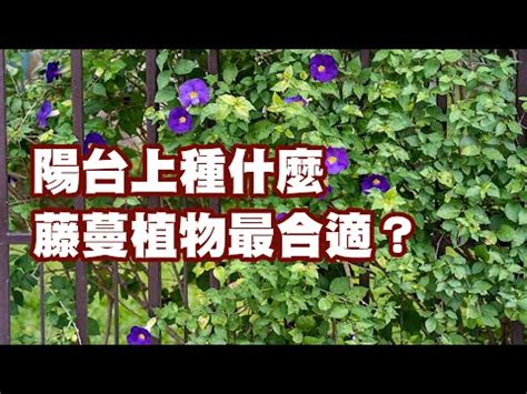 藤蔓 風水|爬藤植物風水：哪種最旺事業？